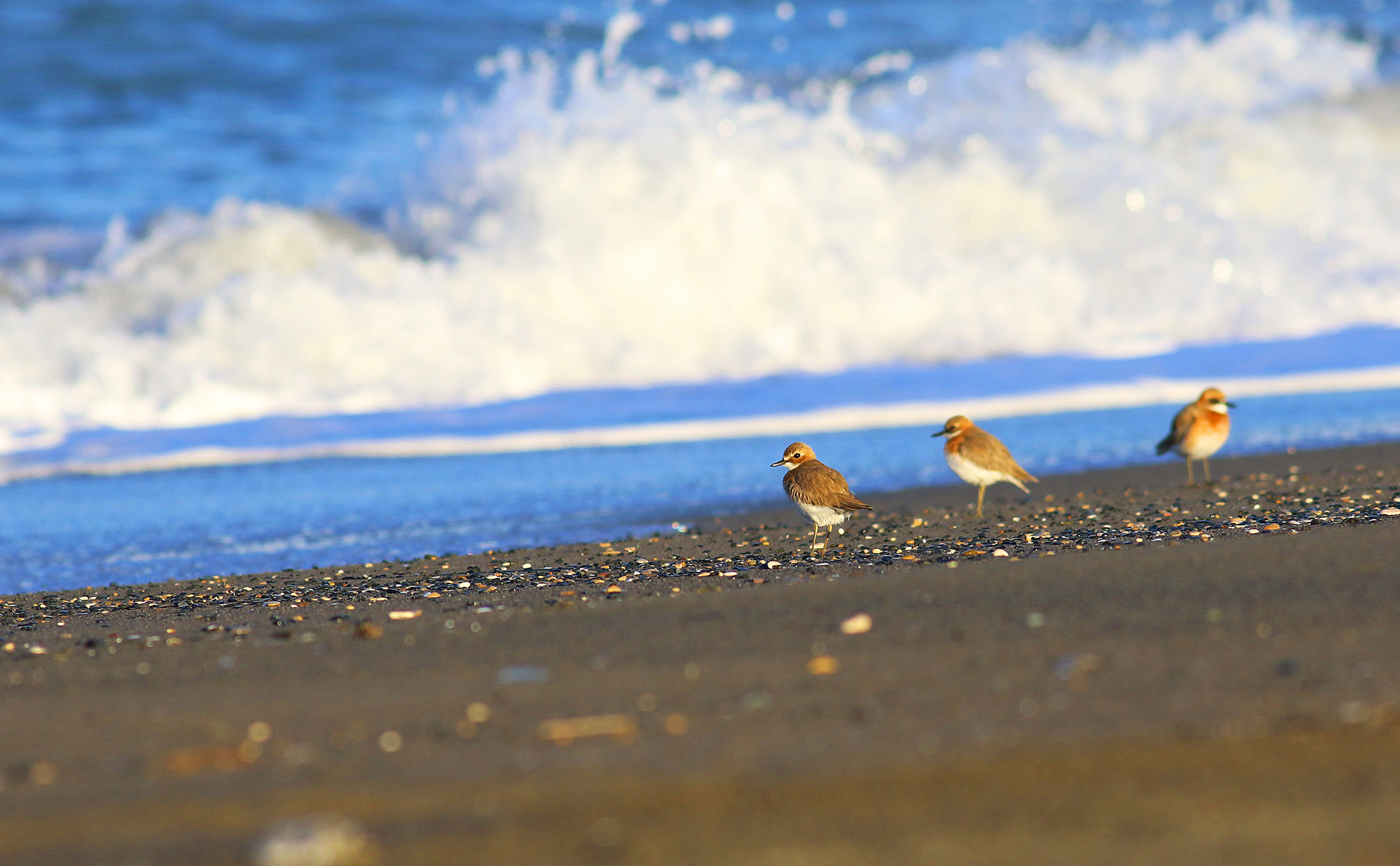 Greater Sand-Plover